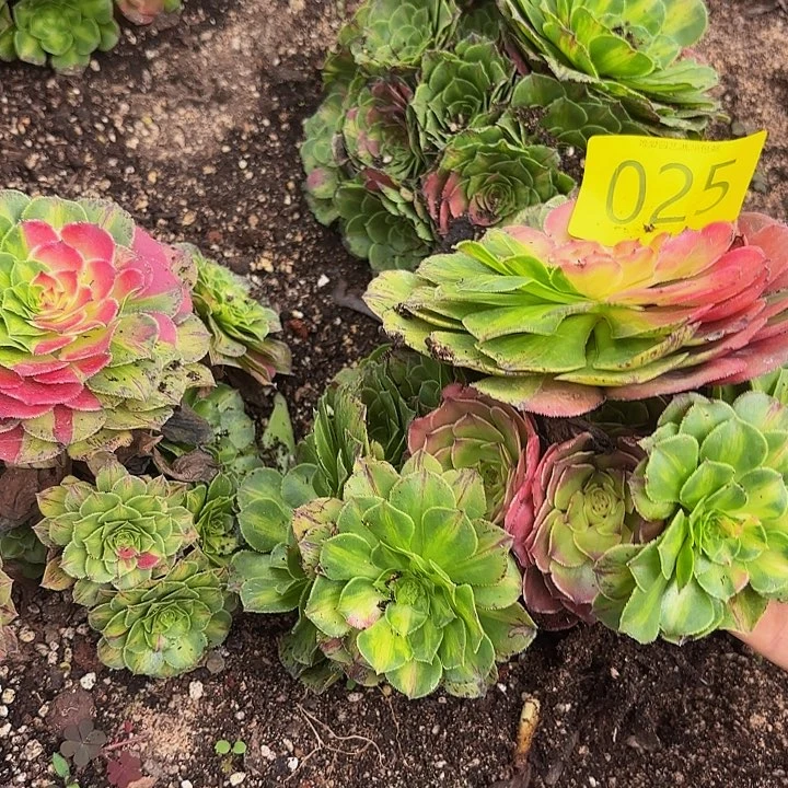 多肉植物特价不售后025