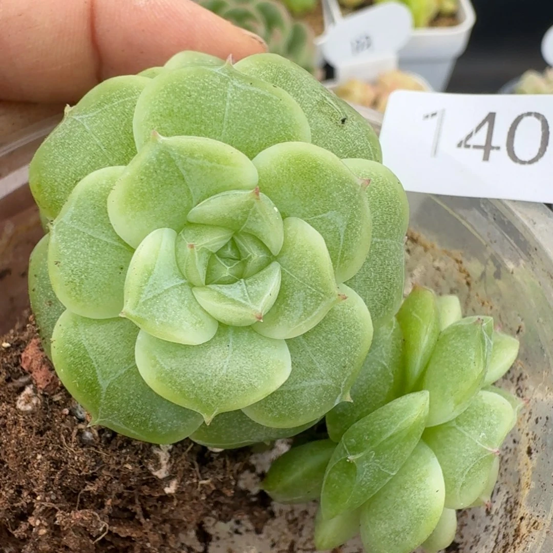 一物一拍一物一拍1107-140