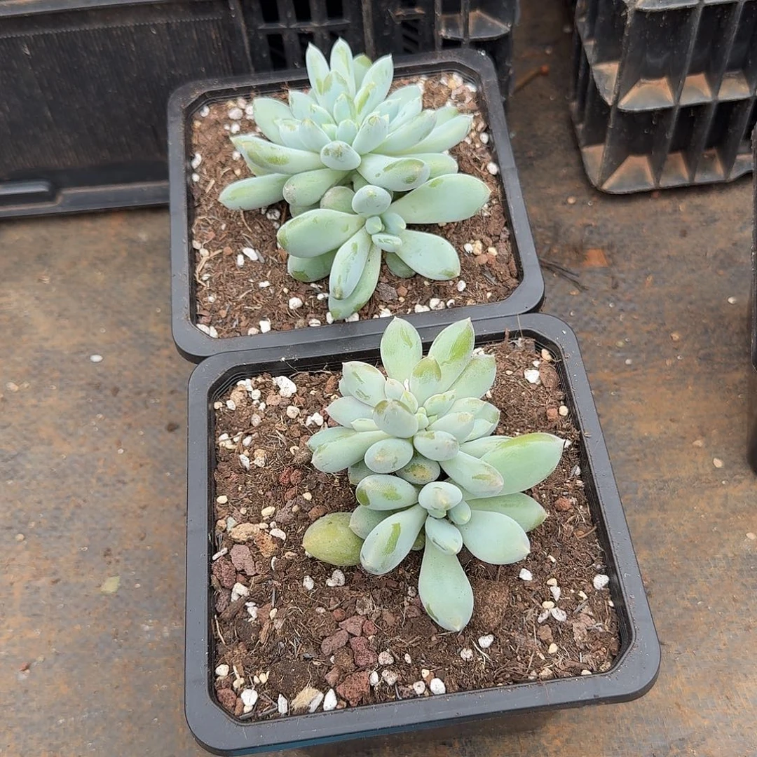 胖体哥特缀化兰妹