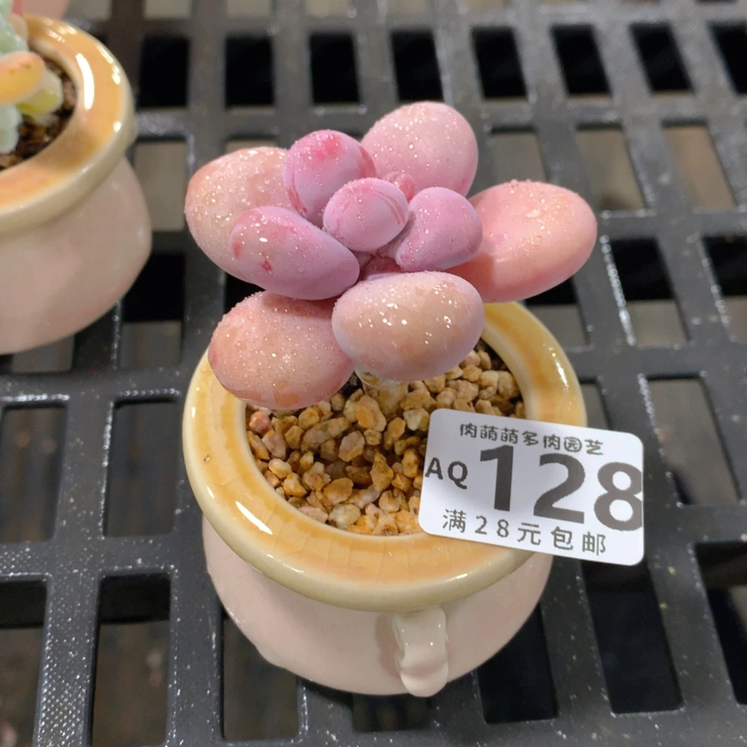 肉萌萌5cm拇指盆多肉AQ128