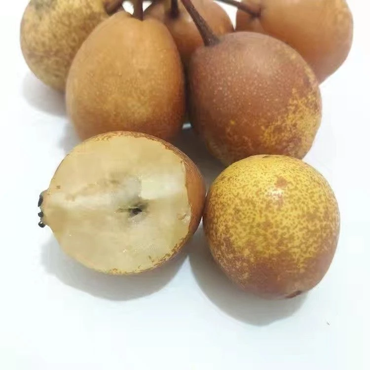 甘肃特产，掉蛋梨也叫沙梨小时候的回忆