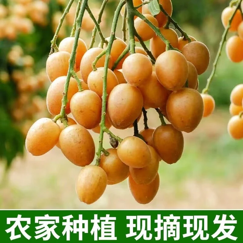 JD/顺丰广东鸡心黄皮果黄皮酸甜郁南孕妇新鲜水果送礼 超值精选装