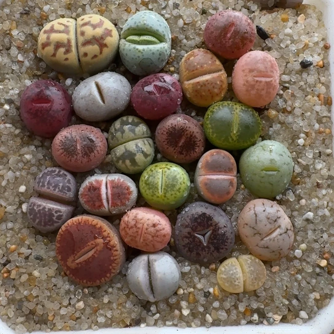 1121-01新手彩套生石花