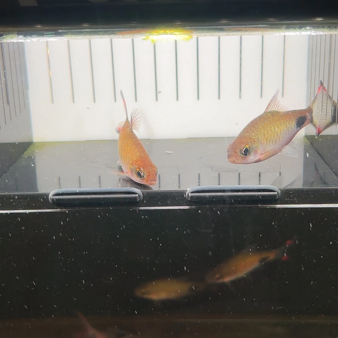 海水鱼紫红两条 一物一拍