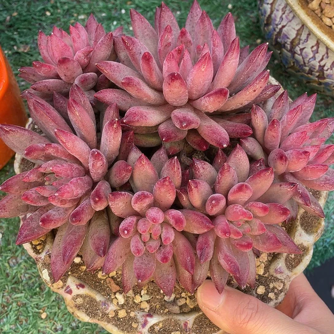 虞一物一拍28包邮非偏远