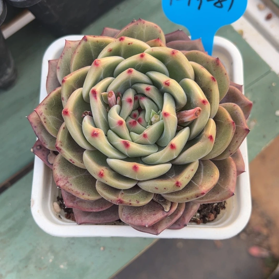 黑***怕1-19-81大号暗夜精灵多肉植物