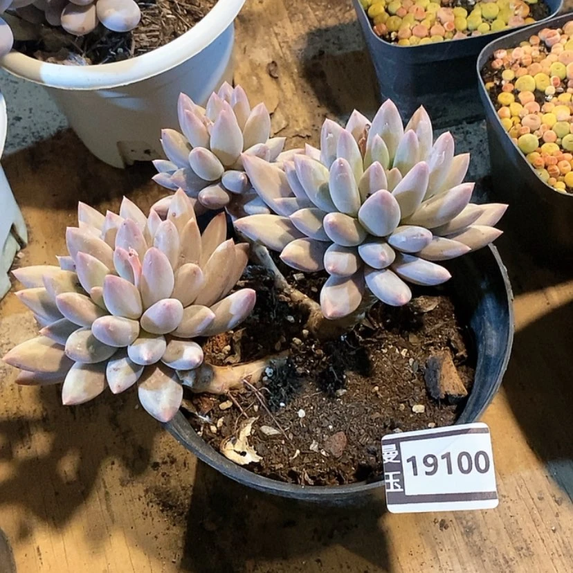 【闪购商品】不知名19100