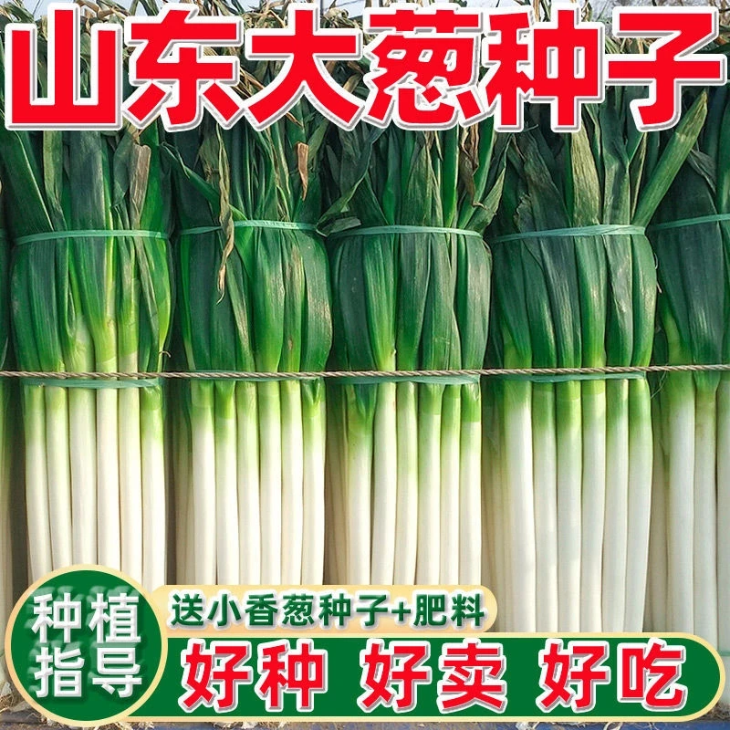 山东章丘大葱种子铁杆大梧桐耐寒高产正宗本地葱四季蔬菜种籽