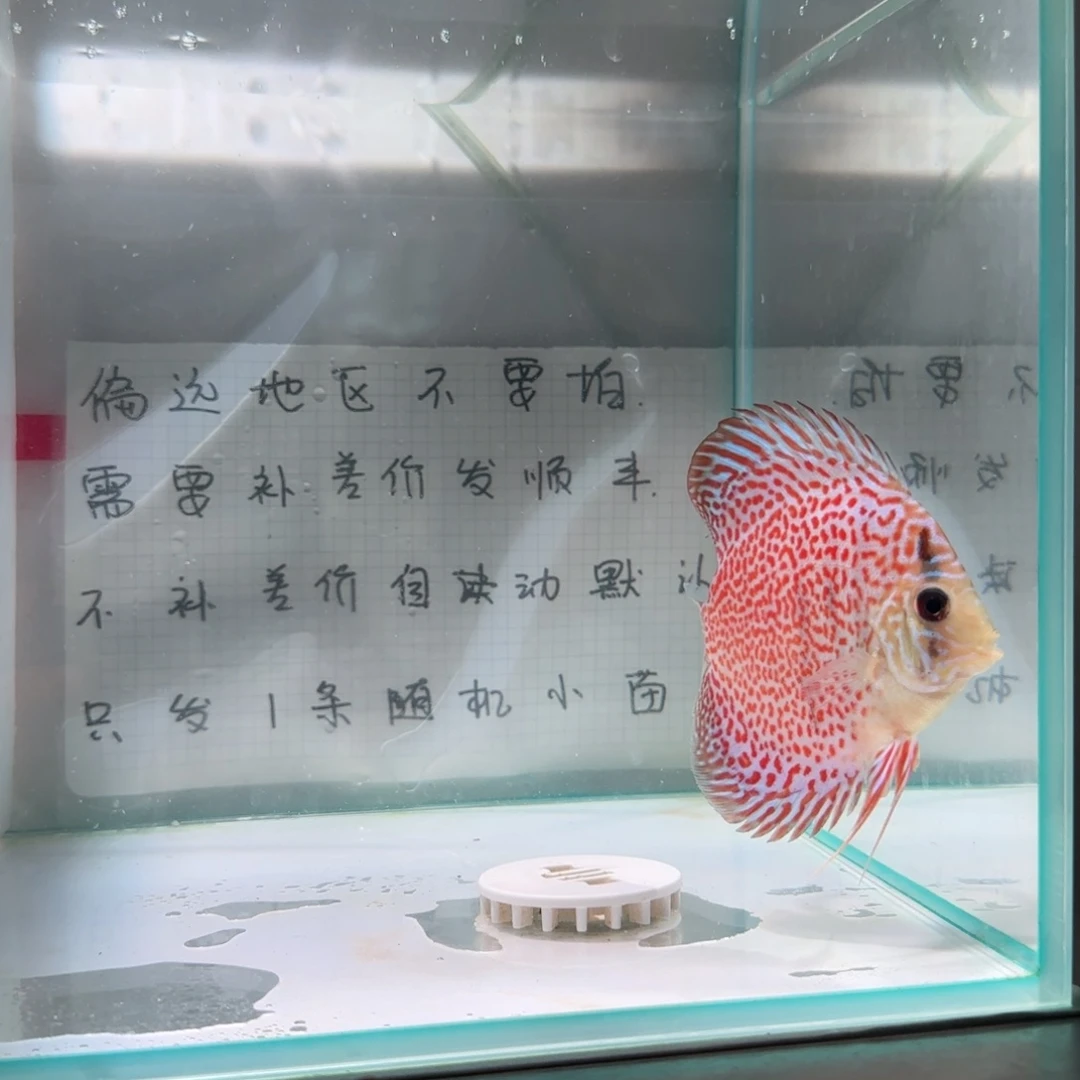七彩神仙鱼肉身7-8偏远地区不拍