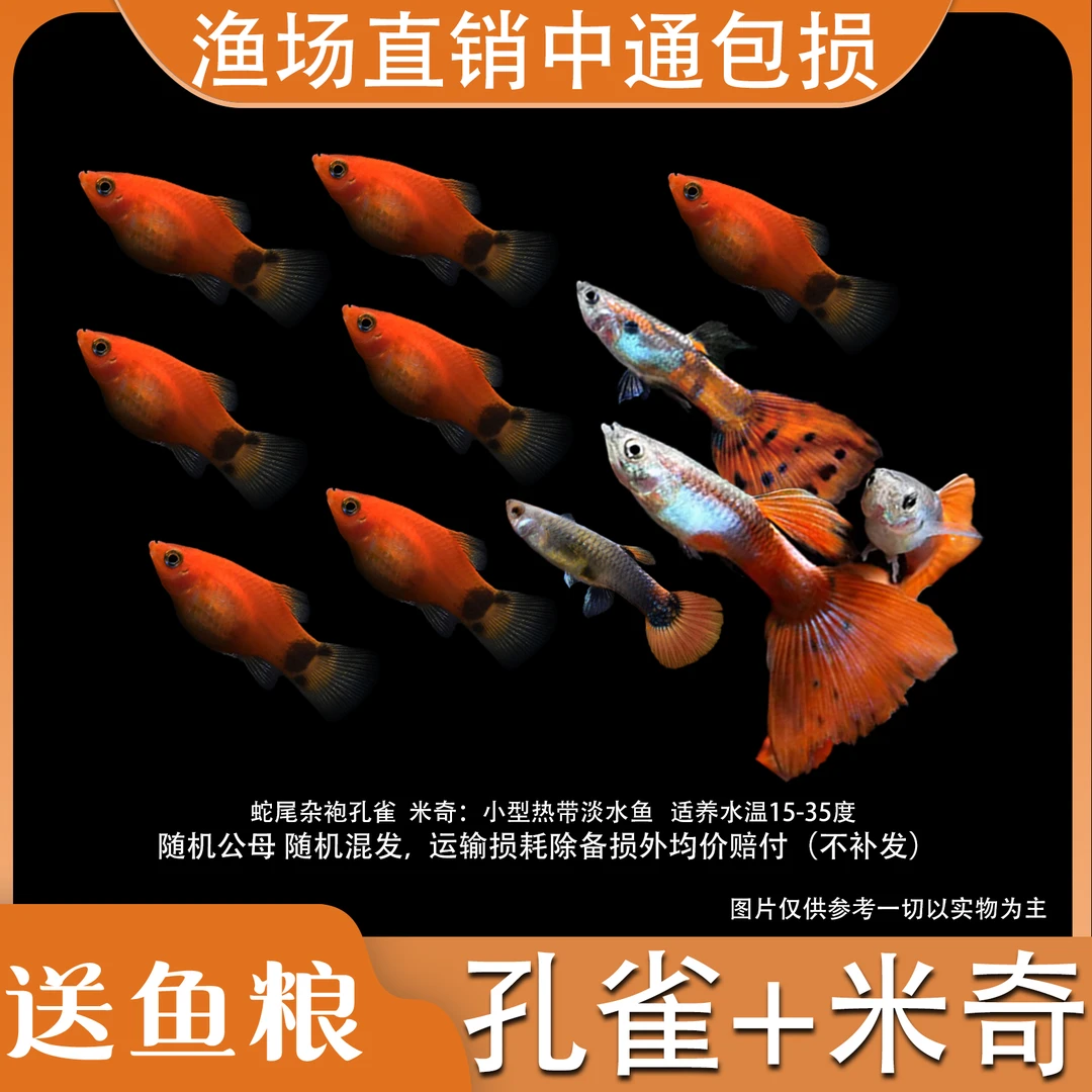 【孔雀+米奇 胎生套餐】小型观赏鱼热带淡水糖果孔雀加米奇鱼混合
