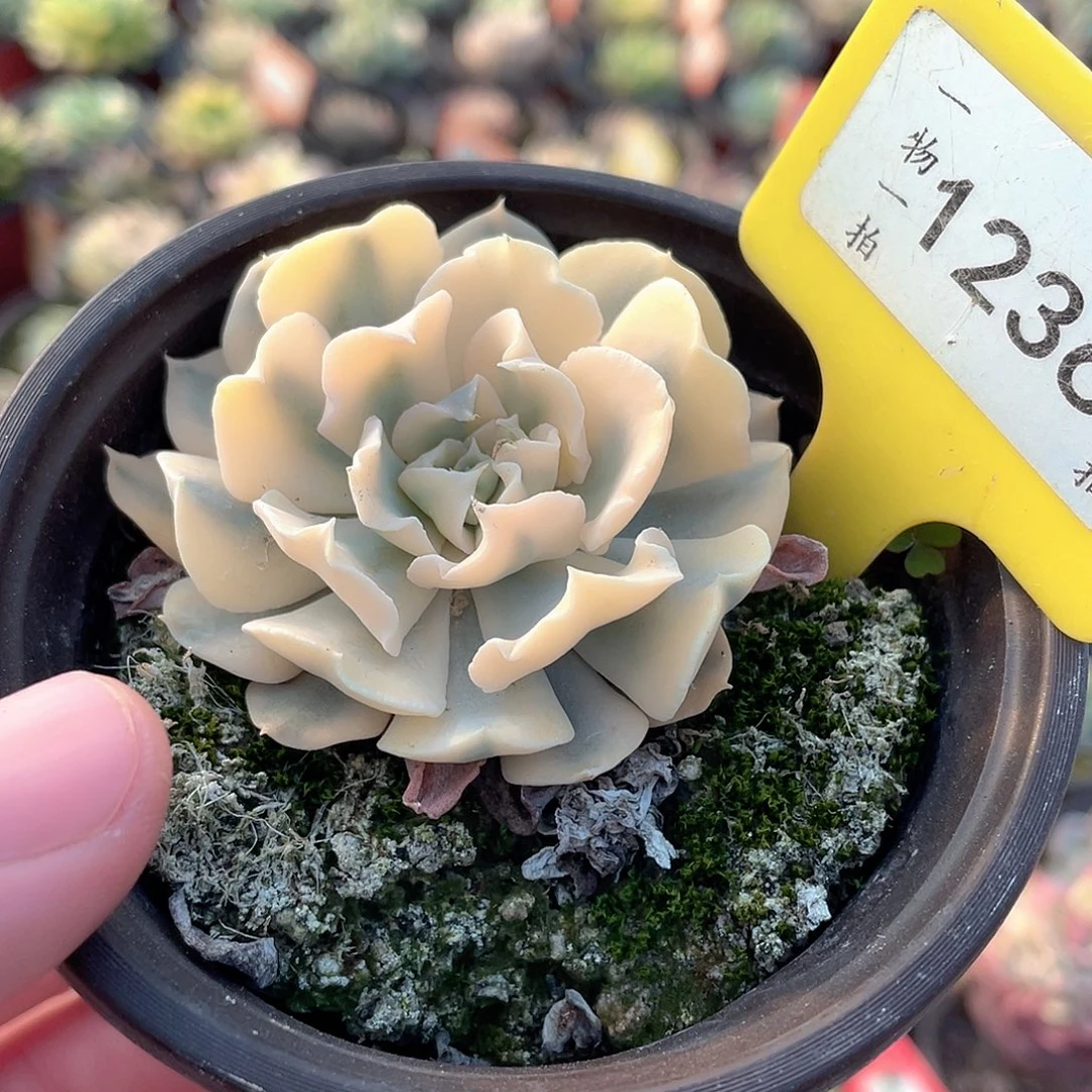 1236号利比里亚锦