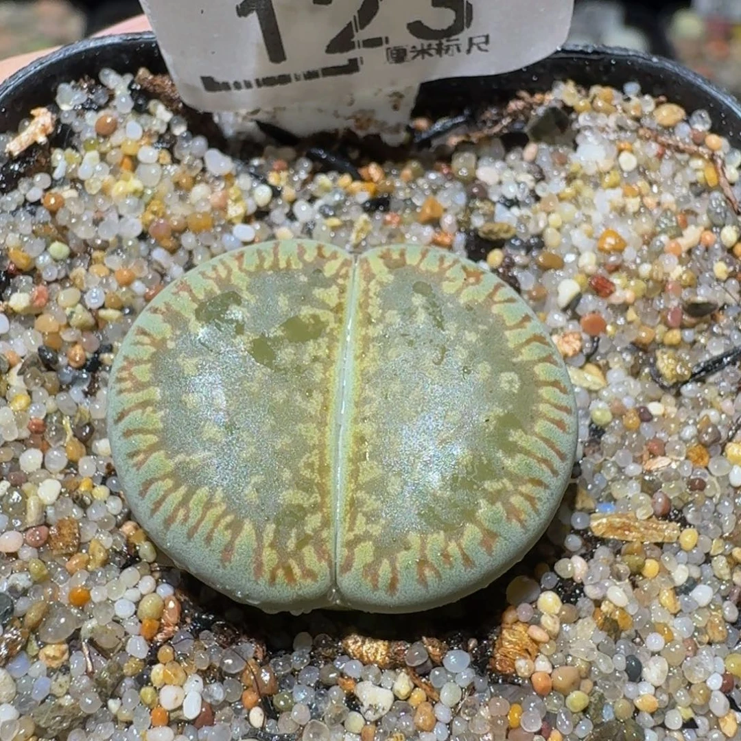 Ssss精品生石花123