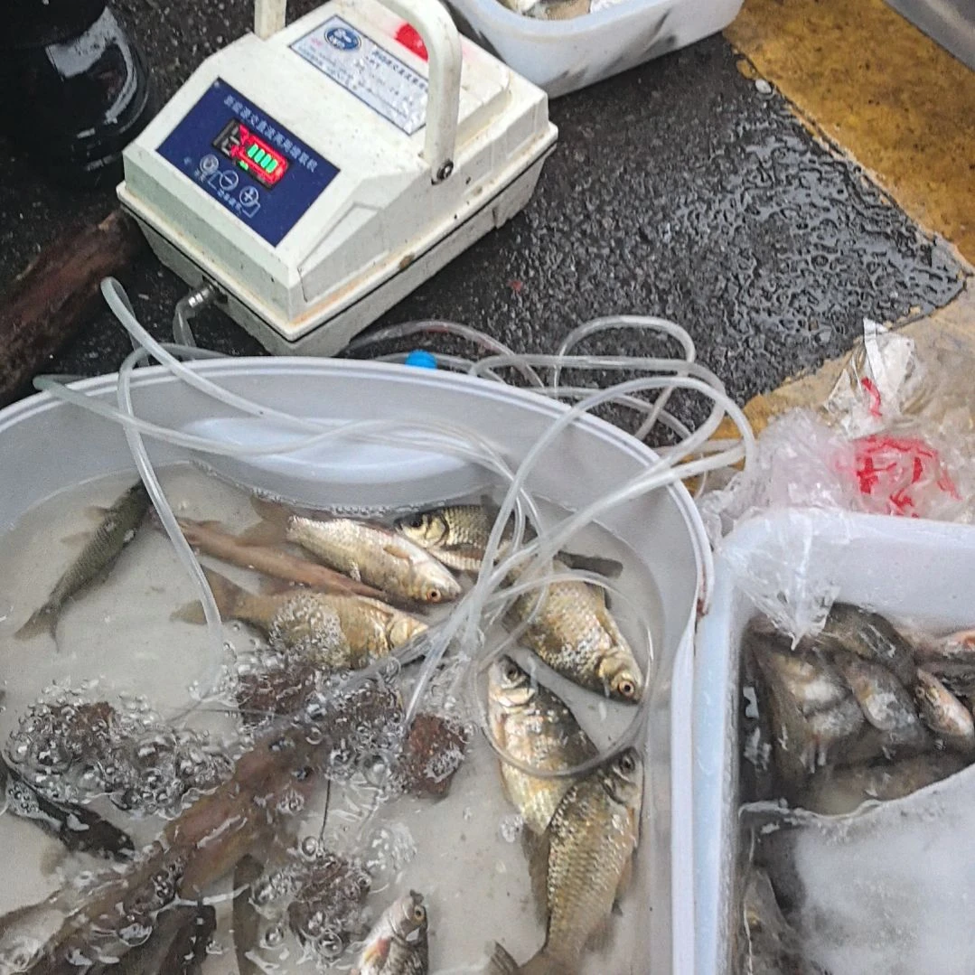 中国大陆36天食用农产品石台小李代购桂鱼鲫鱼黄丫鱼