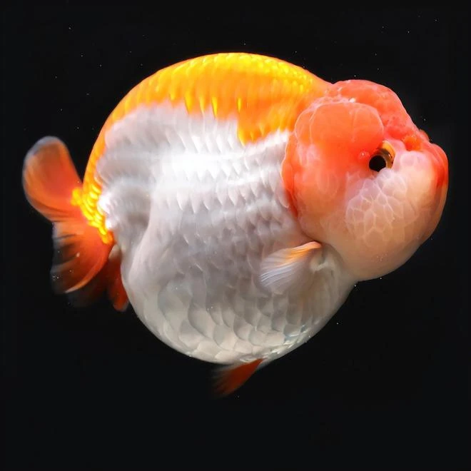 渔场直销中国兰寿，2选后留养鱼苗，2-3公分左右，拍一单发18只送2备