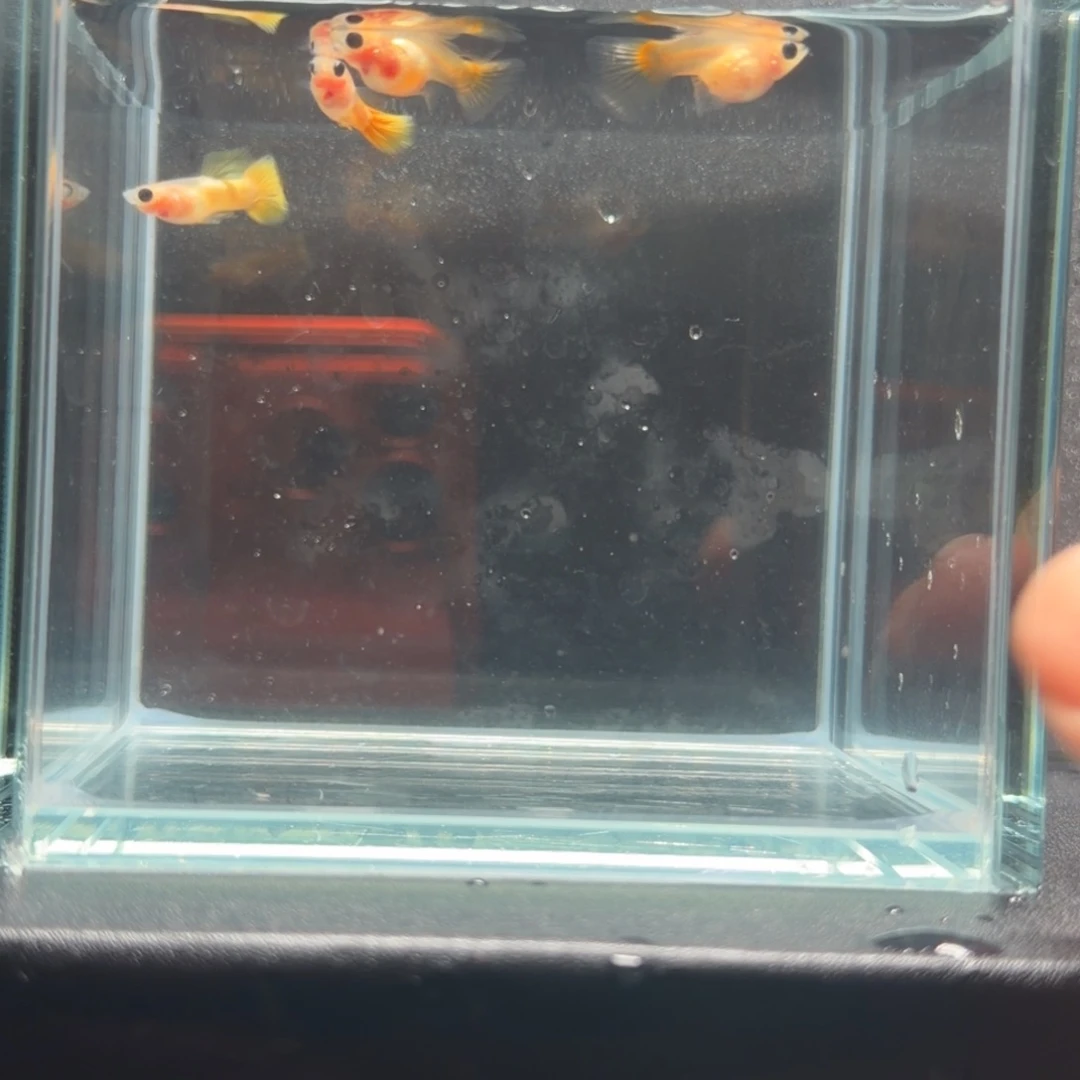 孔雀鱼黄金玻璃猫短体两对