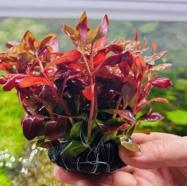 【红柳】坨草水草新手耐活水草