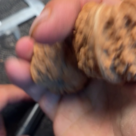 文玩核桃把件137品种10