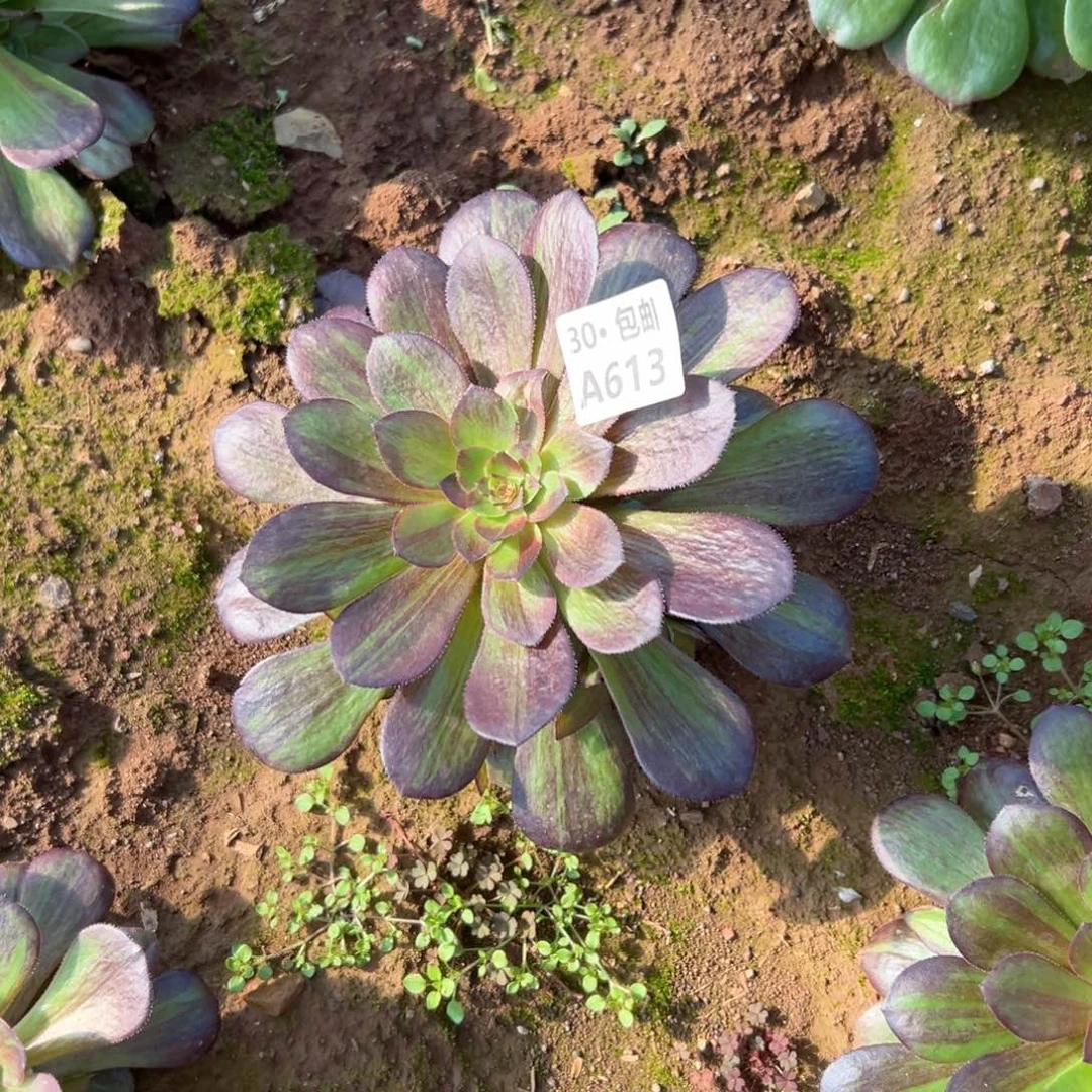 613花拉丝多肉法师断枝