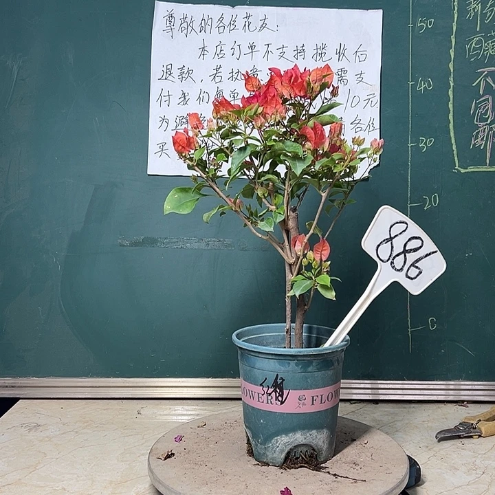 完全开放  红雀  886