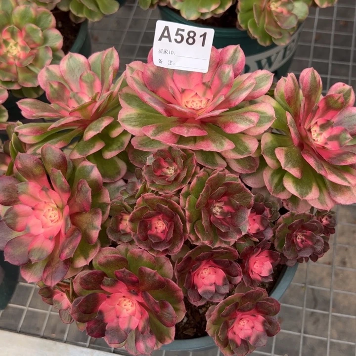 581荔枝朵朵22厘米左右