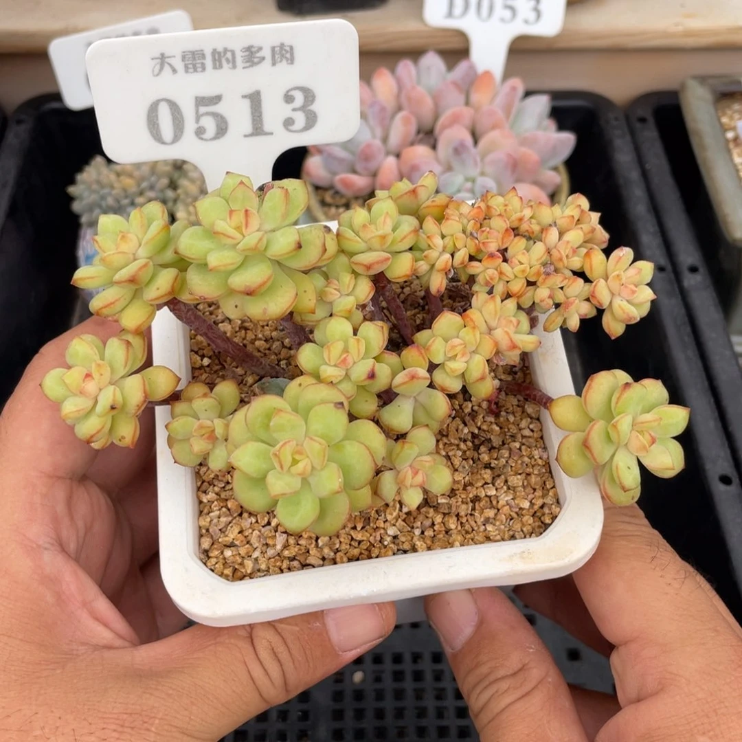 0513探戈不带盆13厘米