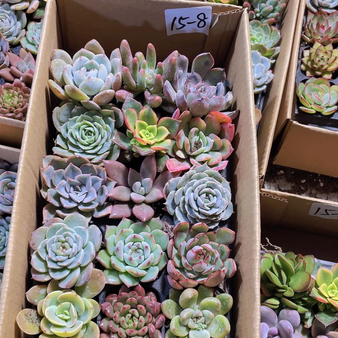 15颗-8号约4-5厘米