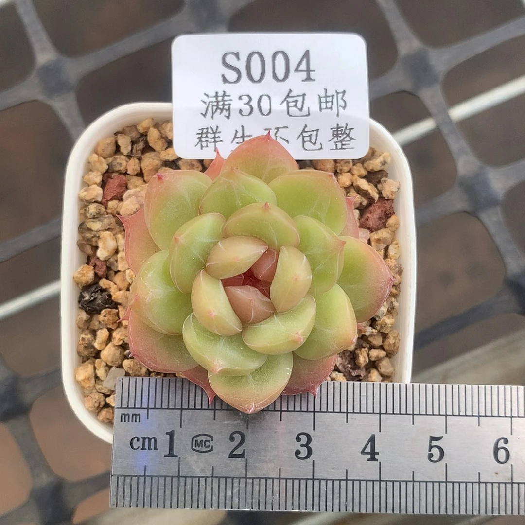 钻石珍妮冠服4满30包邮