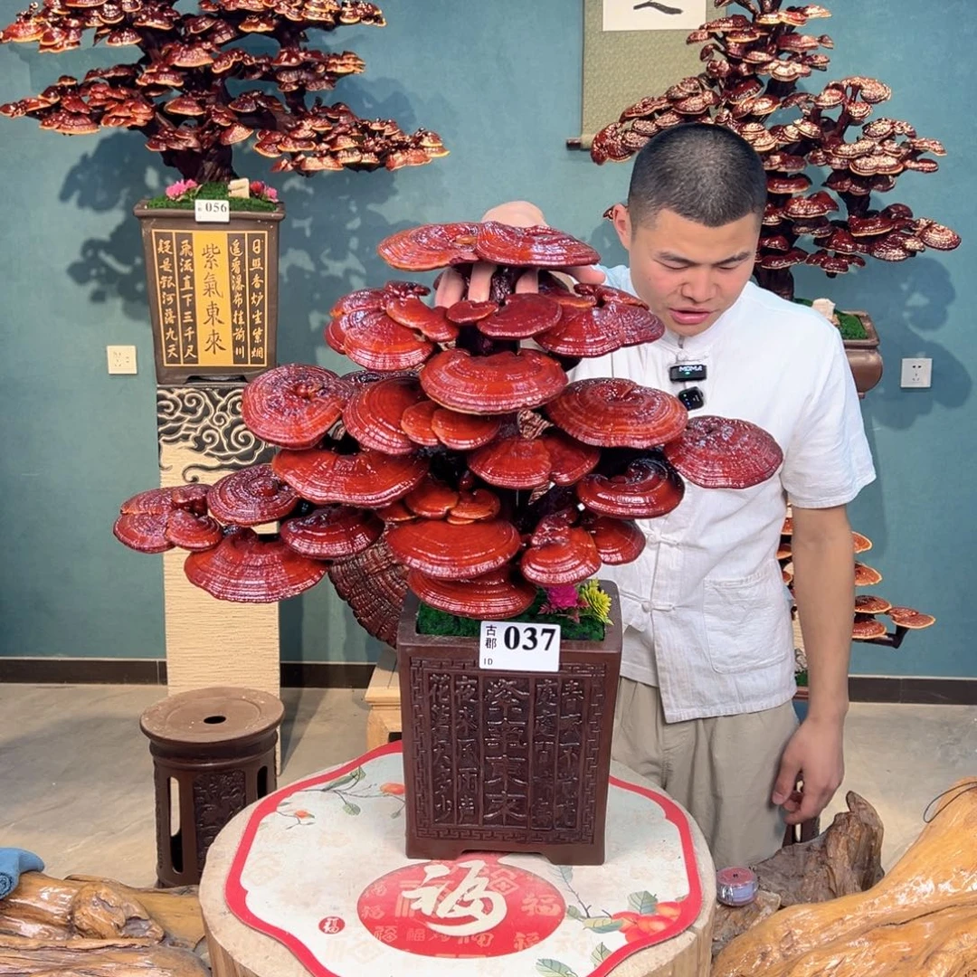 无花朵8888888888888