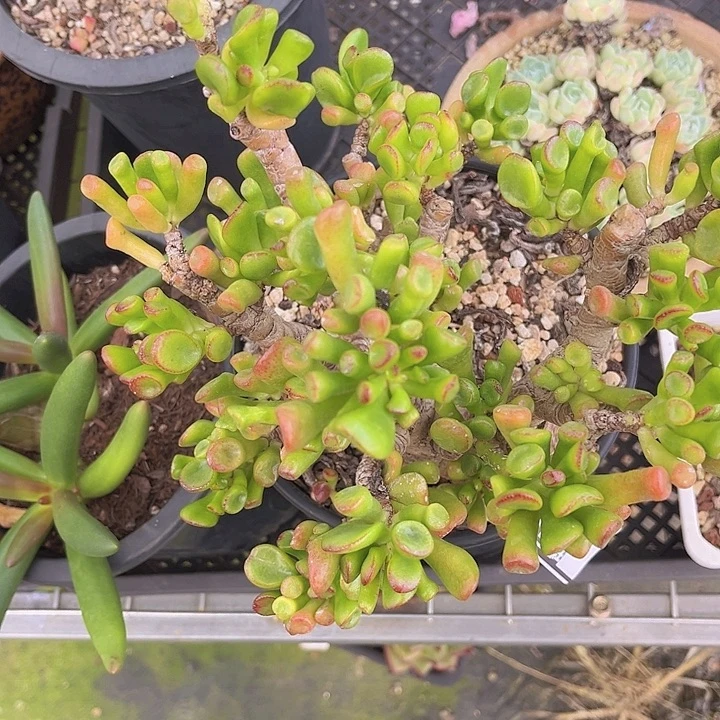 吸财树2194多肉植物