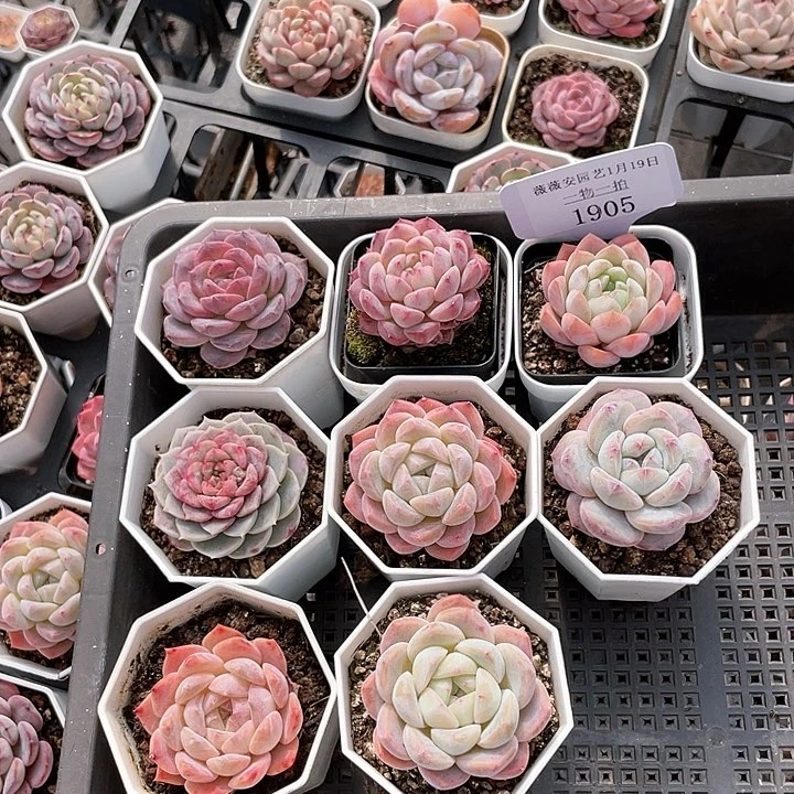 薇薇安园艺多肉1905