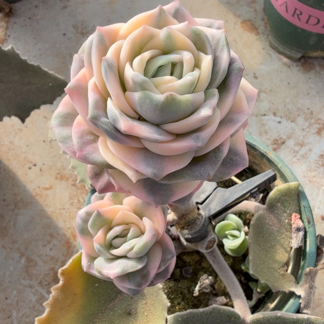 彩色可爱玫瑰锦锦上园艺一物一拍