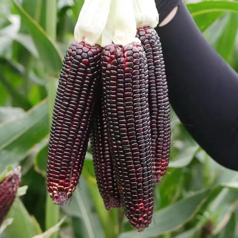 【新疆西藏包邮】黑甜糯水果玉米高产黑玉米四季田间小院蔬果种子