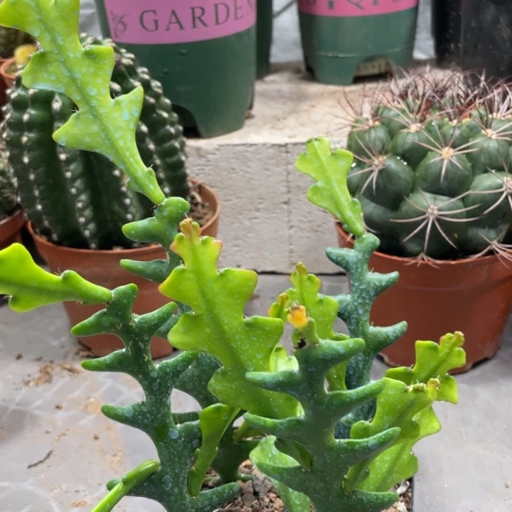 自根鱼骨令剪一杯4.22