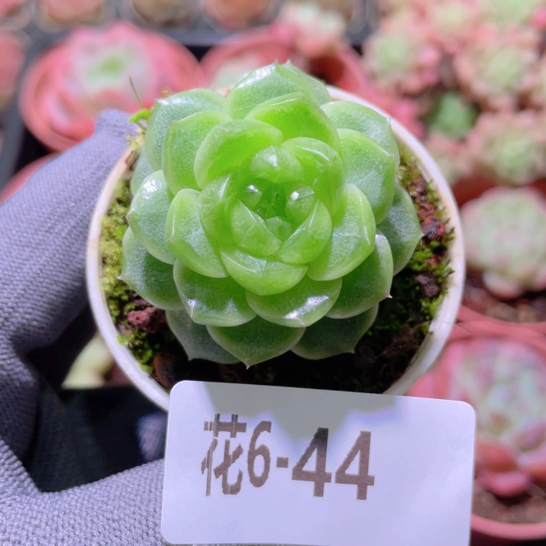 花利美 6-44新品珍妮