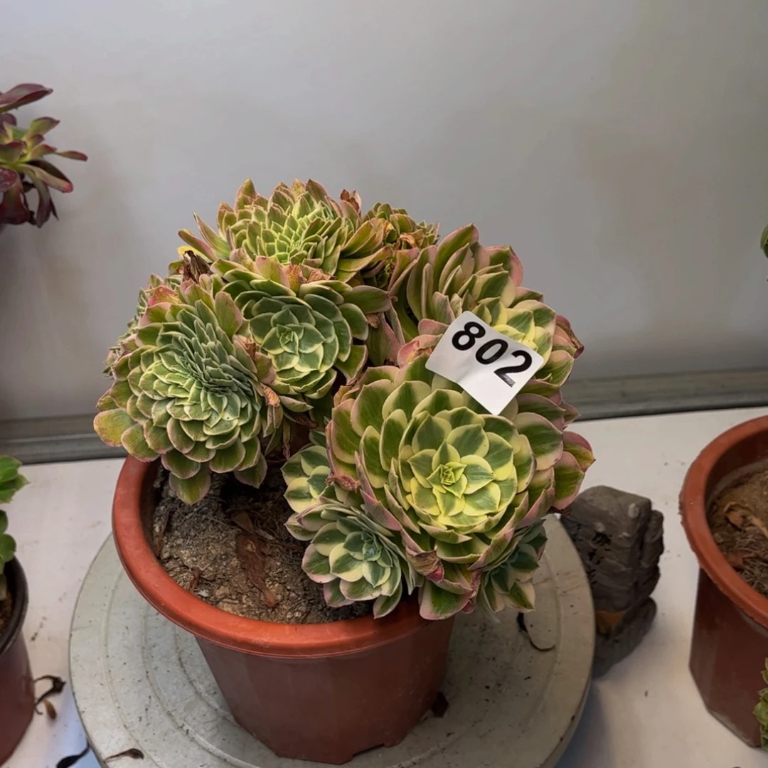 多肉植物海王缀802