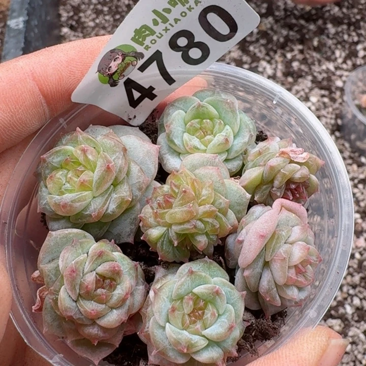 多肉植物多肉植物