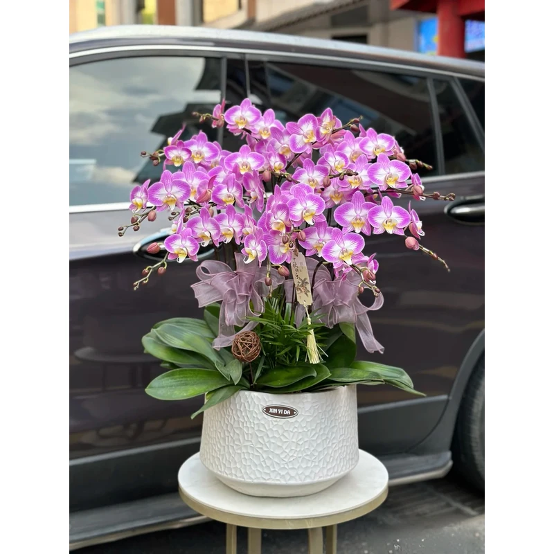 欧品雪山飞狐粉色系大花型蝴蝶兰3.5杯双剑带花带花苞