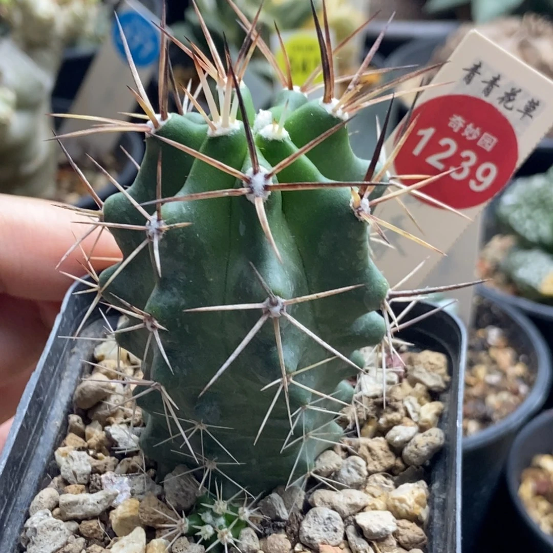 实生带崽狂刺篝火虾4.3cm