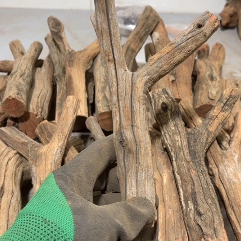 大果紫檀（缅甸花梨）張**!