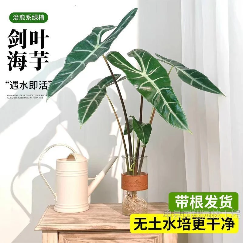水培植物银脉剑叶海芋竹芋盆栽大仙女海芋高胭脂好养室内水养绿植