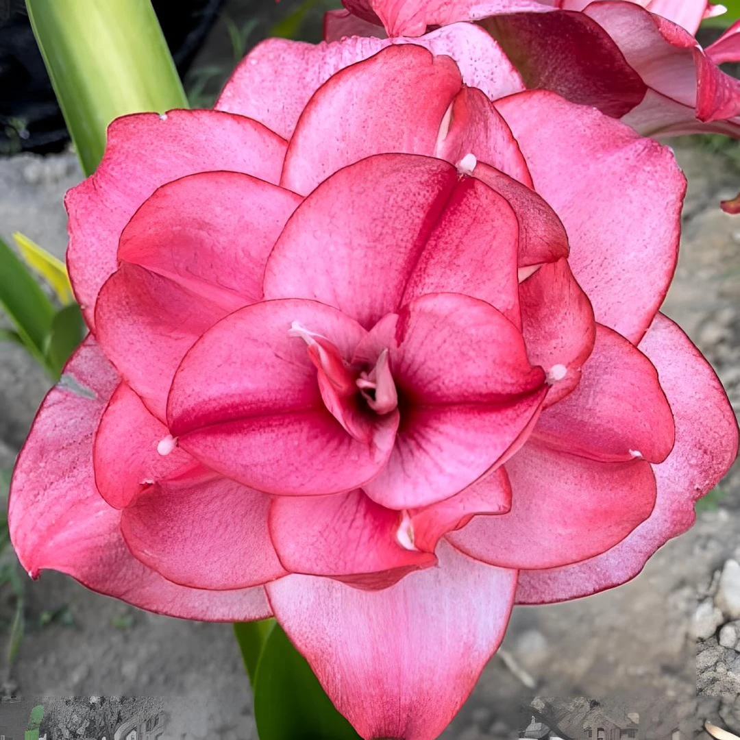 西瓜酒   朱顶红裸球基地自然球室内外花卉植物