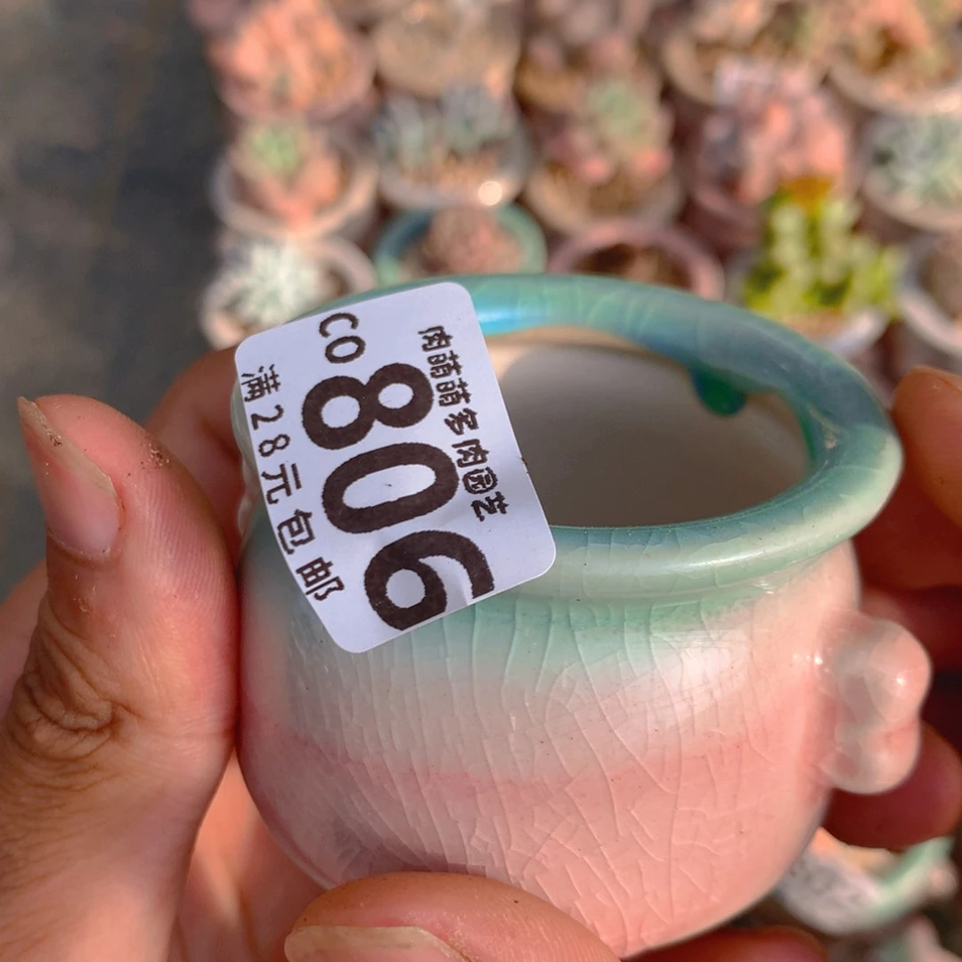 P肉萌萌5cm拇指盆精控多肉CO806