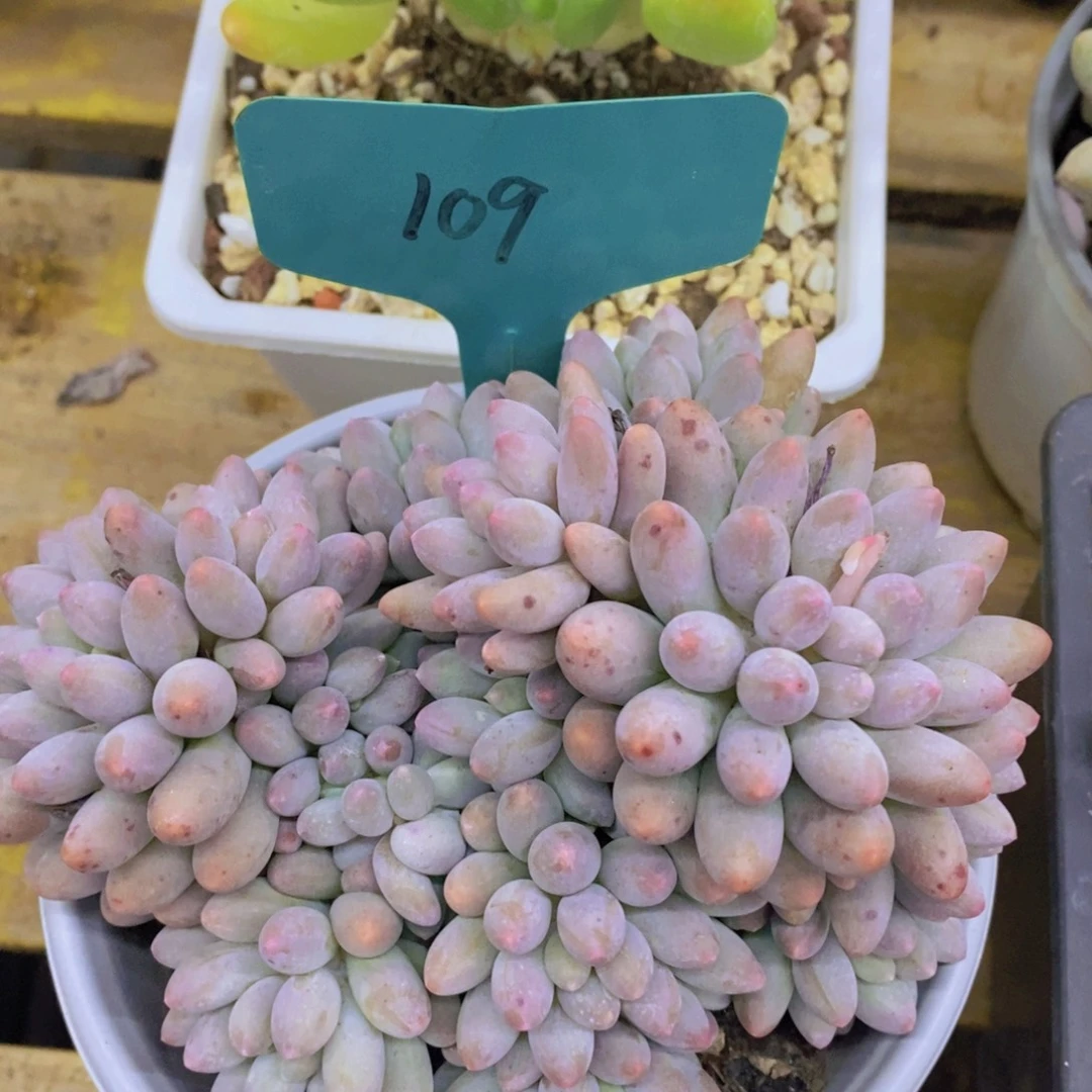 试营业，第2天，运费险