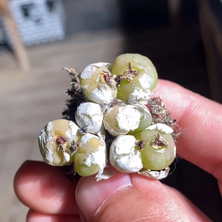 17233一个一个一个