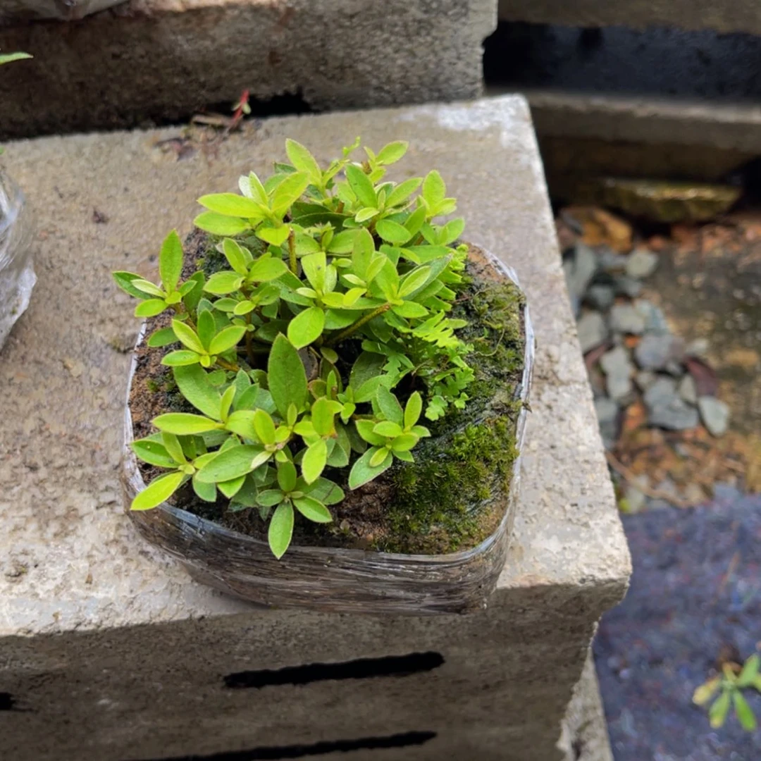 【闪购商品】无花朵木*鱼