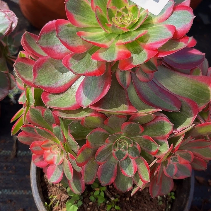 多肉植物福利922个