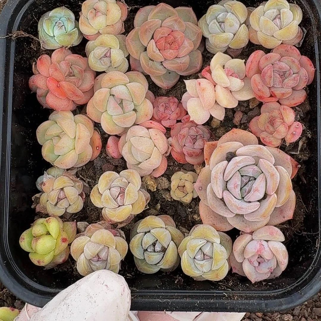 多肉植物多肉植物639