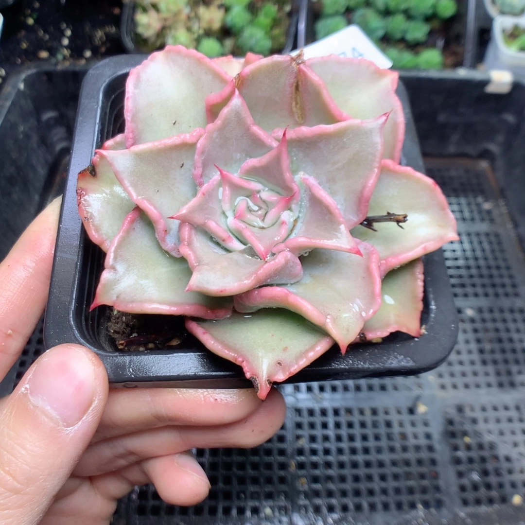 无花朵x174英语英语英语英语英语