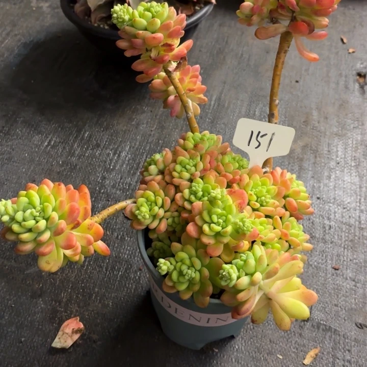 多肉植物，香格里拉151号