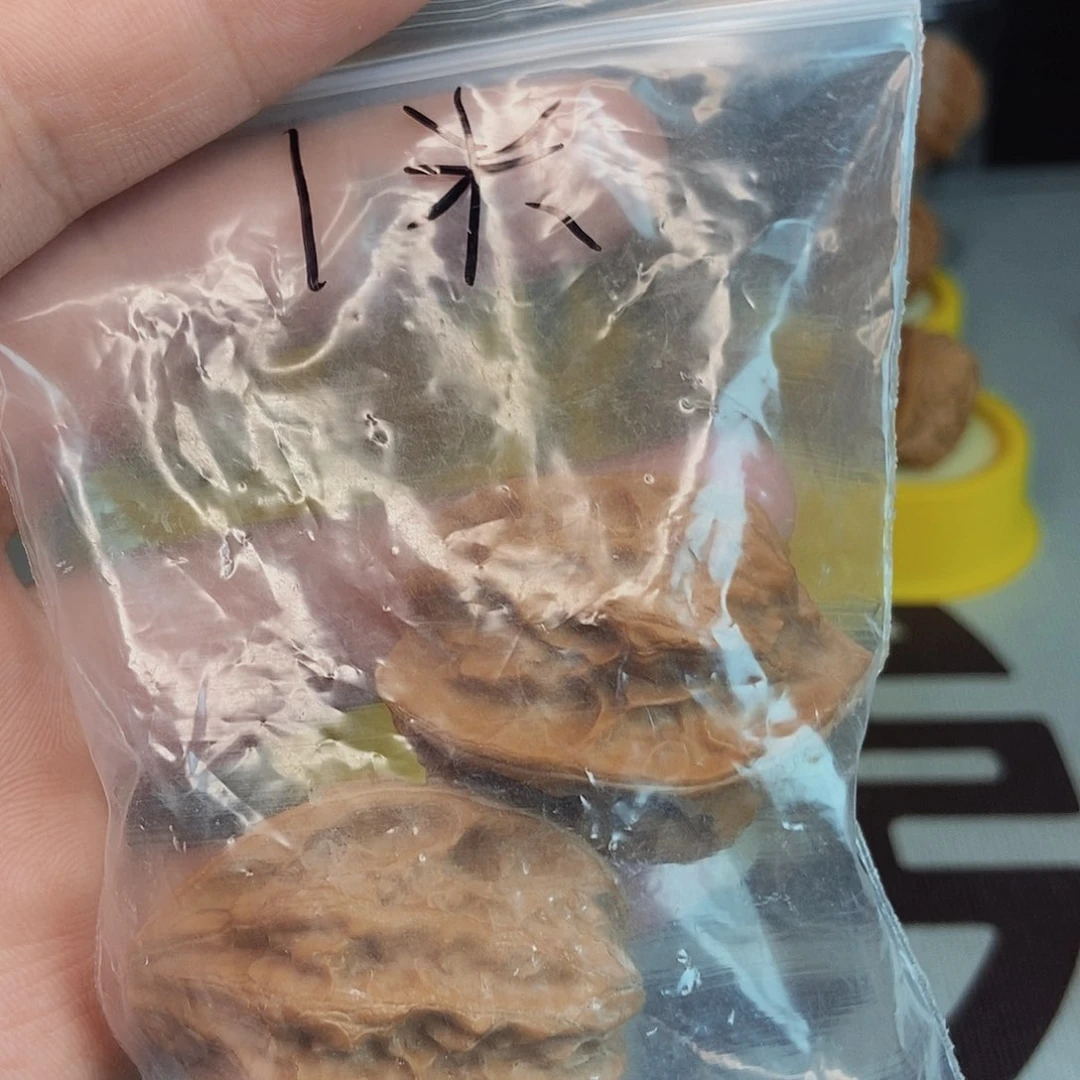 不*龙骨核桃手把件！！！！